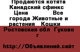 Продаются котята Канадский сфинкс › Цена ­ 15 000 - Все города Животные и растения » Кошки   . Ростовская обл.,Гуково г.